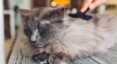 De ce pisica cade lână?